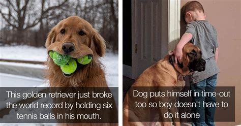 15 Funny Dog Posts That Will Get You Through The Week