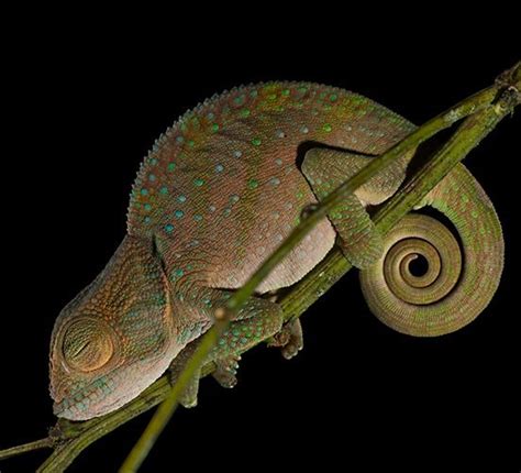 The Colorful Language Of Chameleons Chameleon Unusual Animals