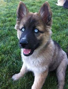 They can be born and carry blue eyes but that's not something you will see on a regular basis due to how rare that is. white german shepherd puppies with blue eyes for sale | Zoe Fans Blog | Cute Baby Animals ...