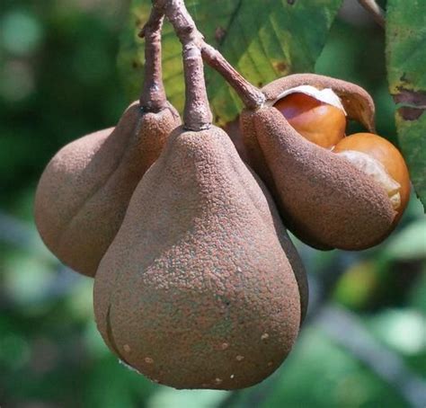 Japanese Horse Chestnut Aesculus Turbinata Seeds Chestnut Horse