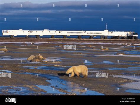 Polar Bear By Tundra Buggy Lodge Wapusk National Park Churchill