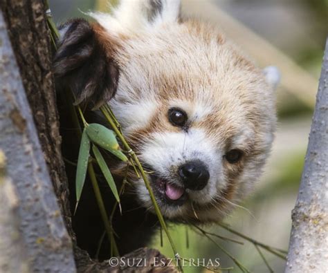 Sloth Versus Red Panda The Sloth Conservation Foundation