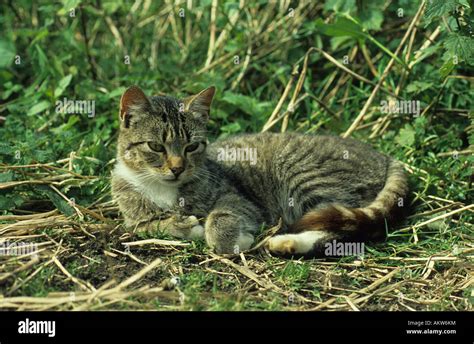 Farm Cat Stock Photo Alamy