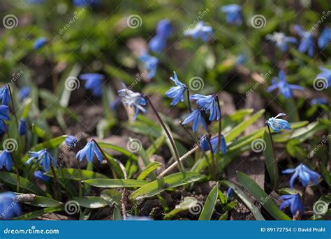 Kleine Blauwe Bloemen In Gazon In De Vroege Lente Stock Foto Image Of