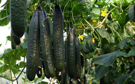 Dutch Cucumber Seeds Meridiem Seeds