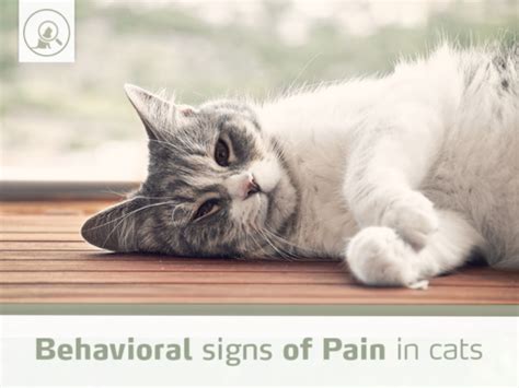 Behavioral Signs Pain Cats Improve Veterinary Education México