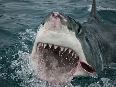 How long do sharks live? Great white sharks use glare of the sun to hunt down prey ...