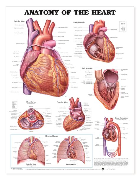 Anatomy Of The Heart Charts 1944