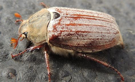 European Chafer Beetle 290512 6 Stephen Robson Flickr