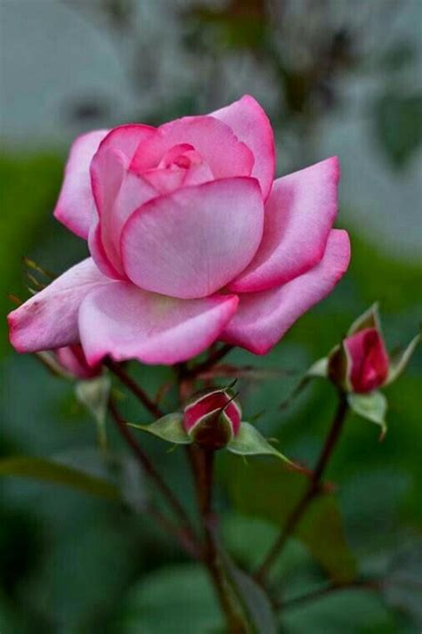 Bonita Rosa Rosada Pretty Pink Rose Flores Flowers 💗 Beautiful