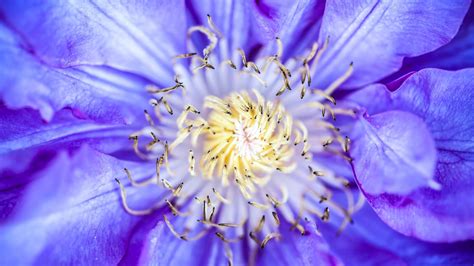 Wallpaper Id 35070 Clematis 4k 4k Wallpaper Flowers Macro