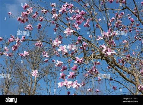 Bright Pink Spring Flowers On A Deciduous Magnolia Tree Magnolia