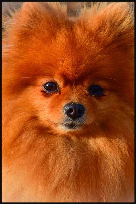 Information On The Teacup Pomeranian Breed Puppy Prices Care And
