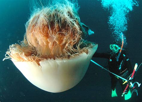 Lions Mane Jellyfish Is The Biggest Jellyfish In The World