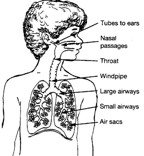 Image Of Tubes In The Body Upper Respiratory Infection Respiratory