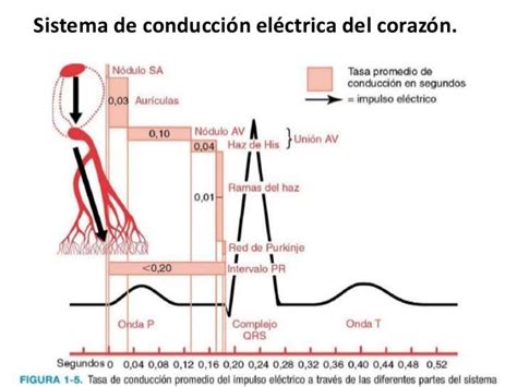 Sistema De Conducción Eléctrica Del Corazón Bases Eléctricas Del Ecg