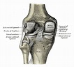 Medial Collateral Ligament Injury of the Knee - Physiopedia