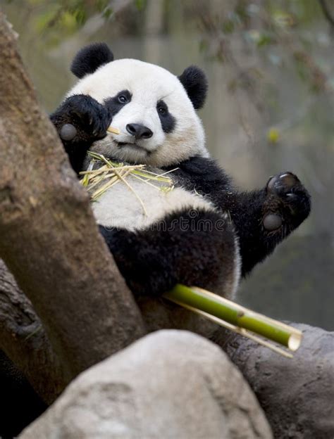 Chinese Panda Bear Eating Bamboo China Stock Image Image Of Asia