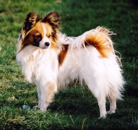Papillon Dog Breed Pictures Information Temperament