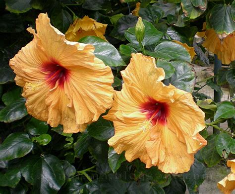 Bunga dengan nama ilmiah jasminum sambac (l.) aiton ini. Nama-Nama Bunga Di Malaysia