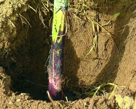 Pisang tanduk ini sering dijadikan sebagai bahan dasar pembuatan bibit pohon pisang tanduk ini dapat hidup di daerah yang mencapai ketinggian 1.000 mdpl. 4 LANGKAH CARA MENANAM / BUDIDAYA PISANG | Pertanian