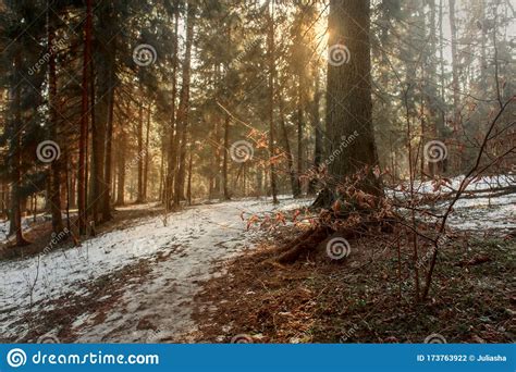 Early Spring Landscape Of Sunny Snowy Forest Stock Photo Image Of