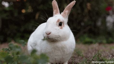 Rabbit Animated 