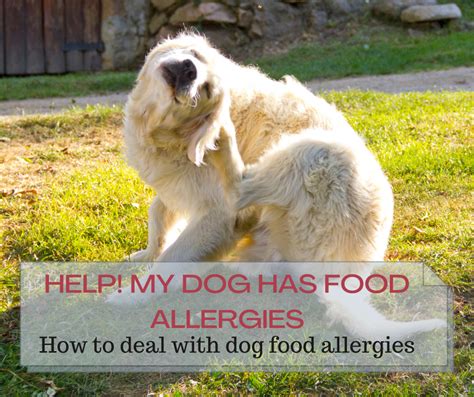 Dog Food Allergies Symptoms Solid Solutions And How To Help 1st