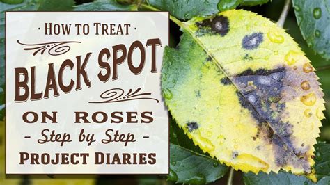 Homemade Fungicide For Roses Black Spot Pest Phobia
