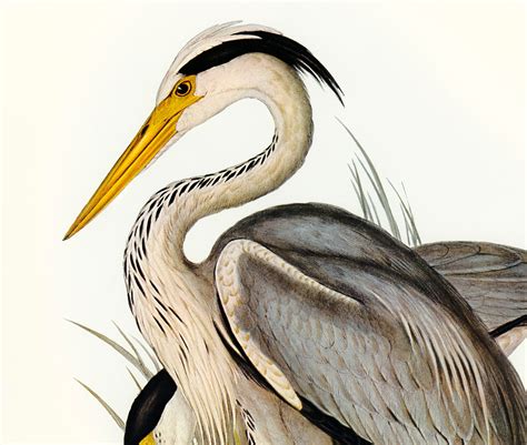Heron Print Coastal Bird Prints Vintage Bird Print Wildlife Etsy