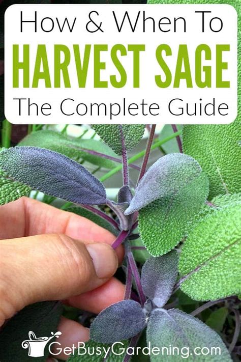 Harvesting Sage Everything You Need To Know Get Busy Gardening