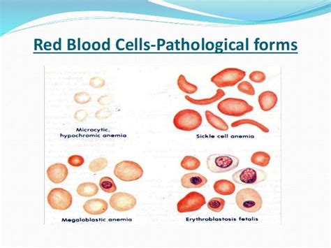 Blood Physiology Ppt
