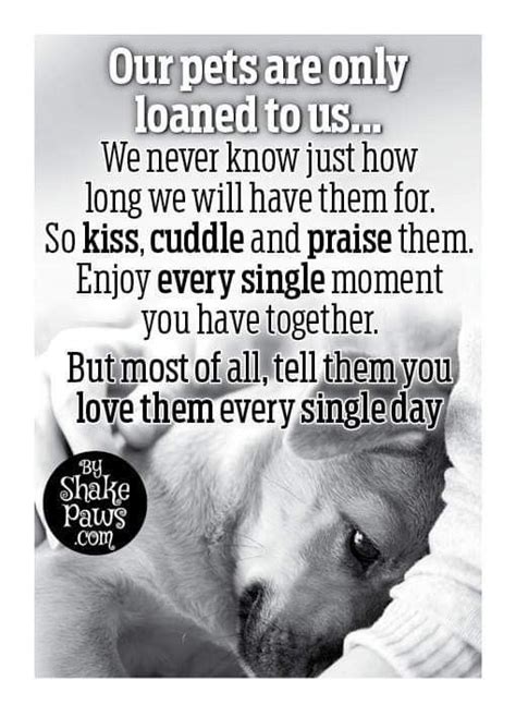 Pin By Kathy Morin On Pet Loss Dog Quotes Love Dog Love Dog Quotes