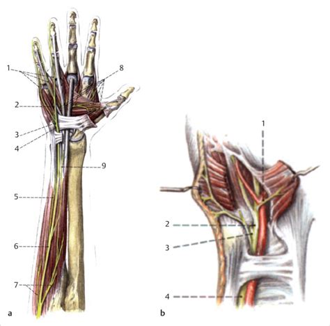 26 Open Ulnar Nerve Decompression At The Wrist Plastic Surgery Key