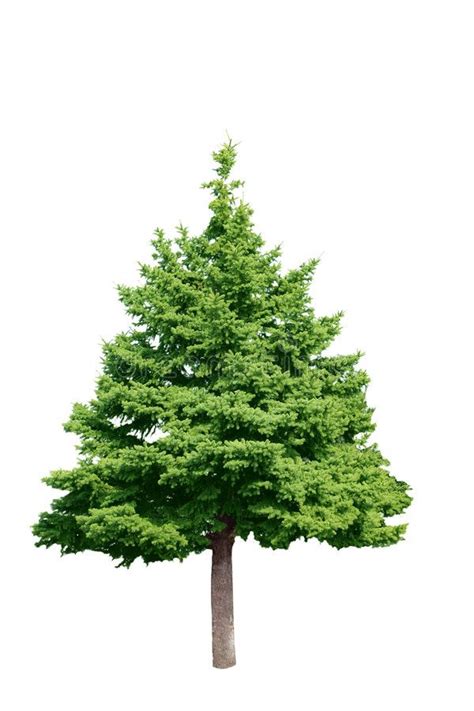 Pine Tree Evergreen Pine Tree Isolated On White Background Ad