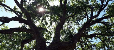 Texas Native Trees Species That Thrive In Our Climate Abc Blog