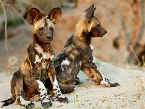 Unique African Wild Dog Pups ~ The Animals Planet Wild Dogs Animals