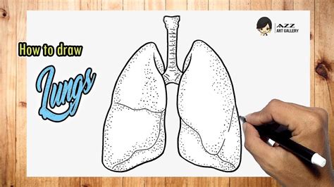 How To Draw Lungs Youtube