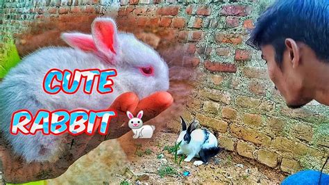 Cute Rabbit 🐇 Youtube