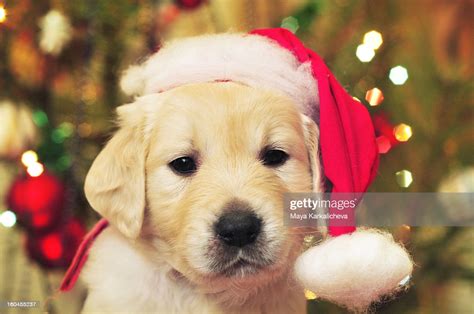 5 out of 5 stars. Golden Retriever Puppy With Santa Hat High-Res Stock Photo - Getty Images
