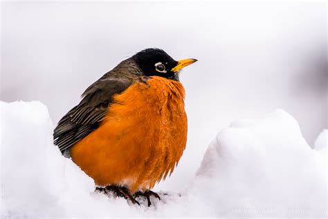 American Robin in the Snow - Michael McAuliffe Photography