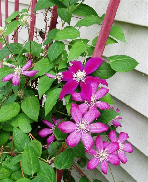 Star Shaped Flowering Vine Is Called Clematis