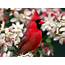 Birds Picture Photo And Wallpaper All Pictures