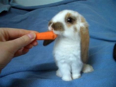 Cute Rabbits 40 Pics