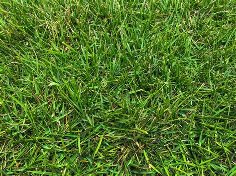 Zeon® Zoysia Shade And Drought Tolerant Zoysia Grass