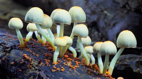 Fantastic Fungi The Magic Beneath Us Artemis Rising Foundation