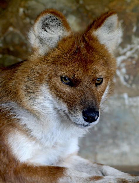 Dhole Disease Threats And Mitigation Integral Ecology Research Center