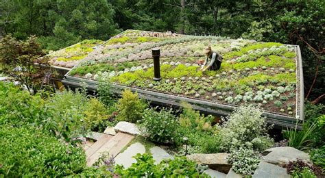 5 Examples Of Living Green Roofs Grass Turf And Succulent Sedums Homeli