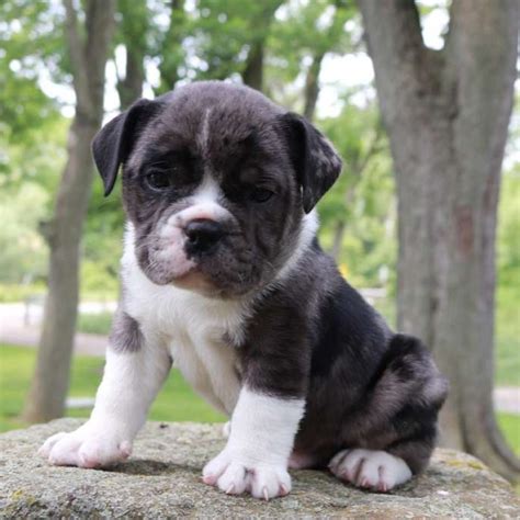 English Bulldog Mix Puppies For Sale Greenfield Puppies