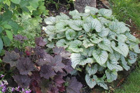 Posts About Brunnera Jack Frost On Duver Diary Shade Garden Jack